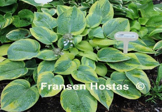 Hosta Roberta